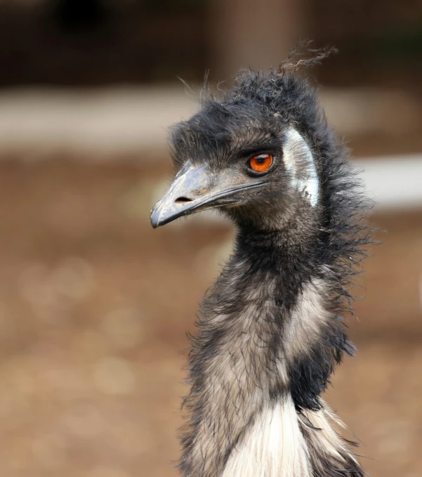 an emu with red eyes looking forward in the outdoors