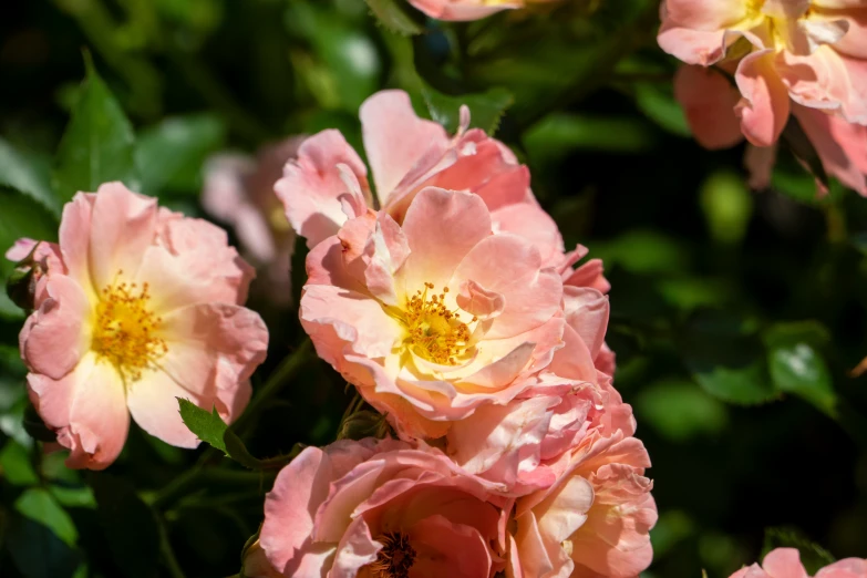 some pink flowers on a bush with green leaves