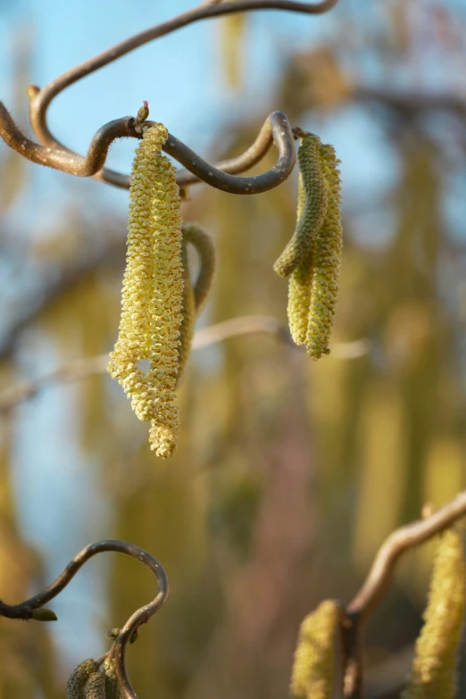 the seeds of the plant are hanging from the tree