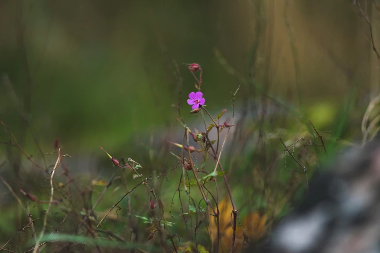 a small flower in the middle of tall grass