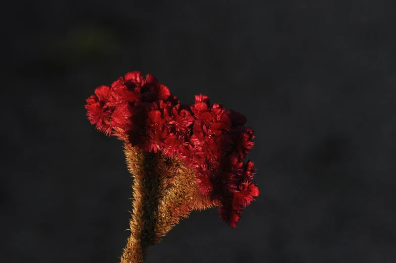 the flowers are red in color, against a dark background