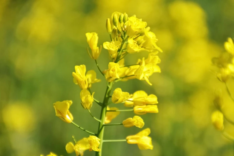 an image of yellow flowers growing in the field