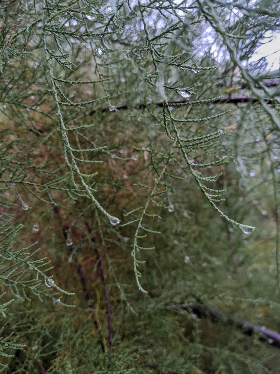 some water drops on a leaf and tree