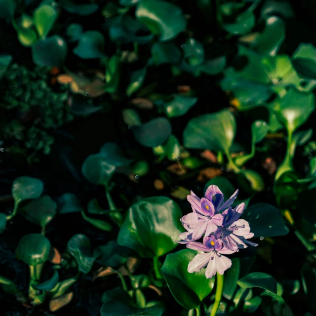 purple flower and green leaves in the sunlight