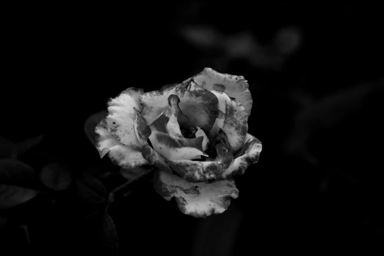 a closeup of a black and white rose