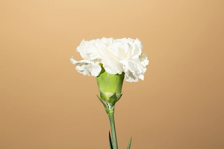a white flower in front of a light colored background