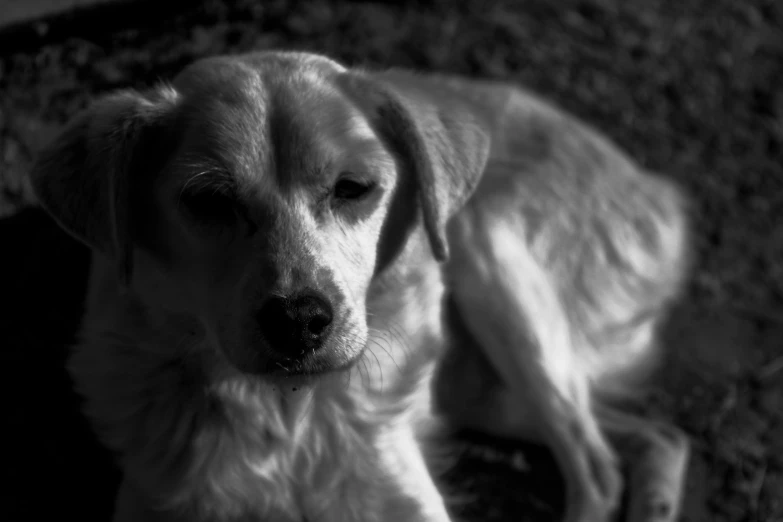 a large dog laying down on the ground