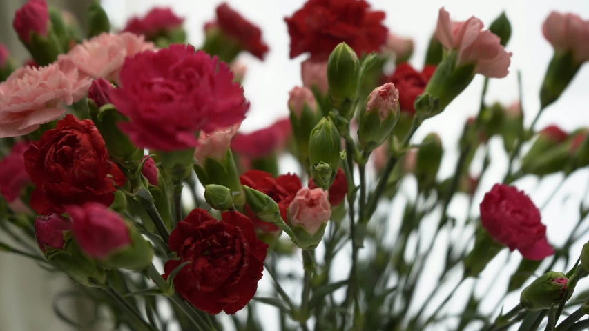 red and pink flowers in a glass vase