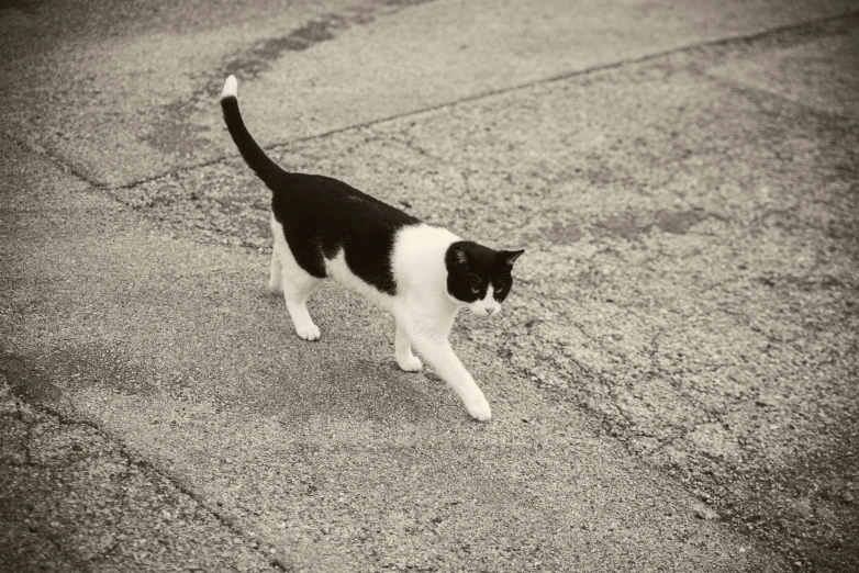 a cat walking on the concrete next to some trees