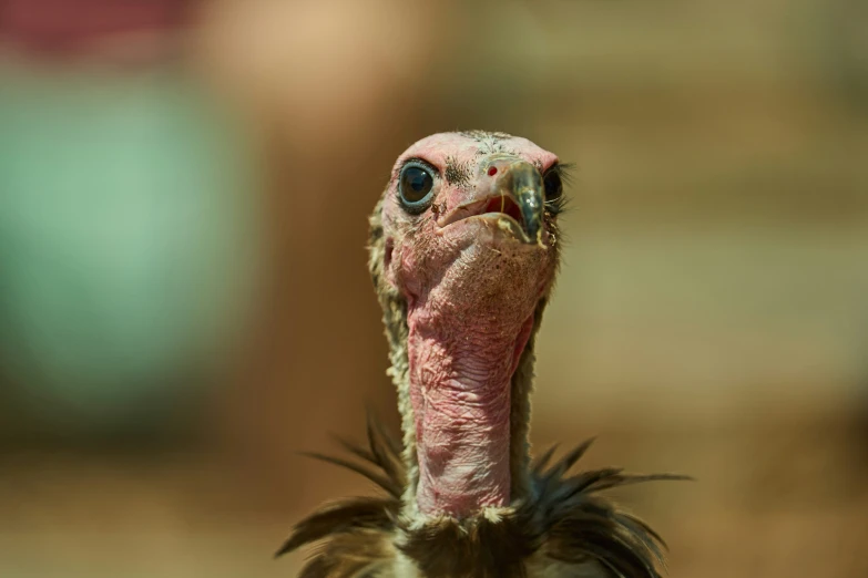 a close up of a turkey with a big bill