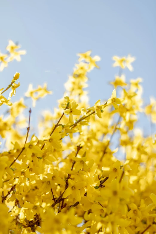 a yellow tree with small flowers and a clear blue sky in the background