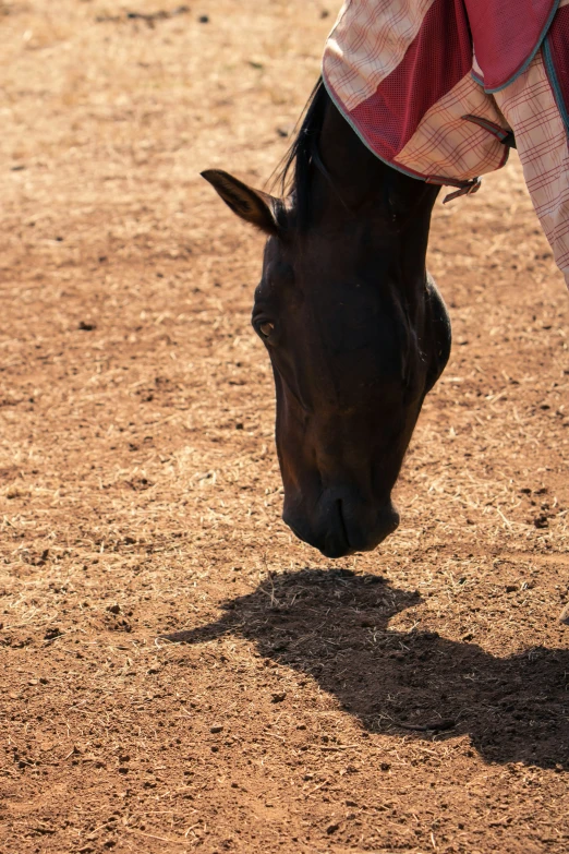 a horse in a field with dirt flooring and his head tilted to the ground