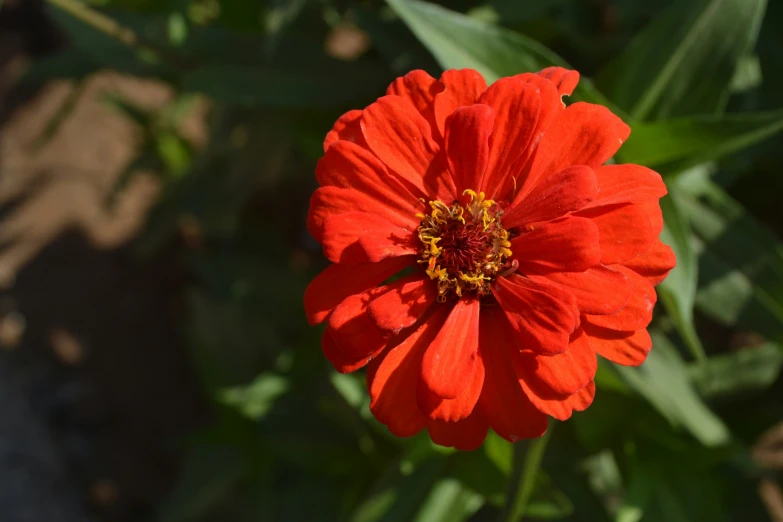 a red flower with yellow center is in the middle of green plants