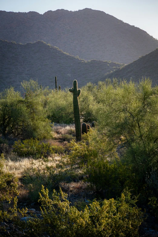 a cactus standing in a field with mountains in the background