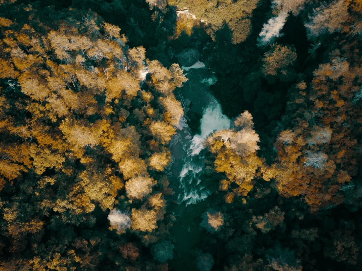 an aerial view of the woods from high up