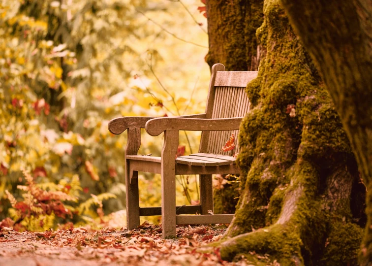 wooden bench in front of green moss covered tree