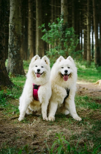 two dogs with collars on each sitting in the forest