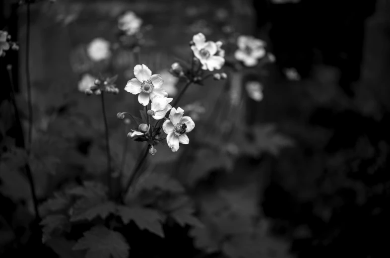 black and white flowers are in the dark