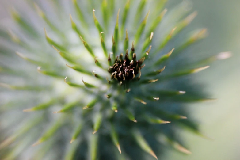 a closeup s of the top end of a cactus plant