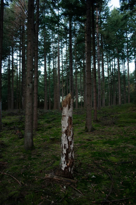 the bark on the tree is brown and white