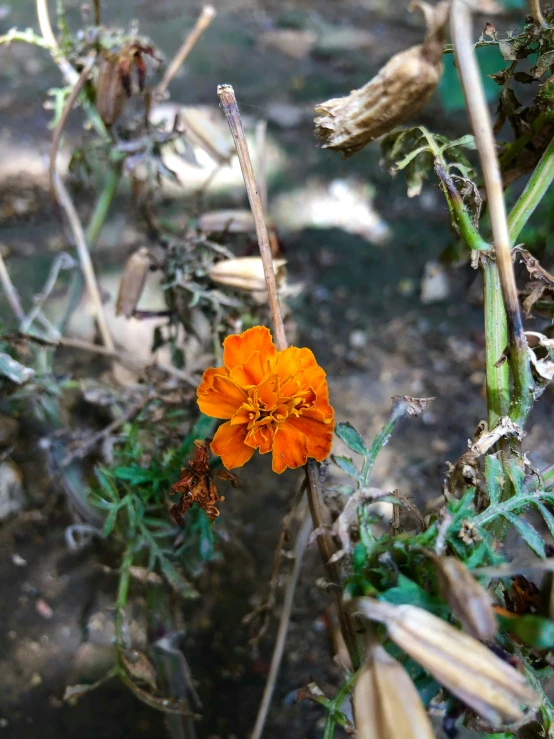 an orange flower on some brown plants and water