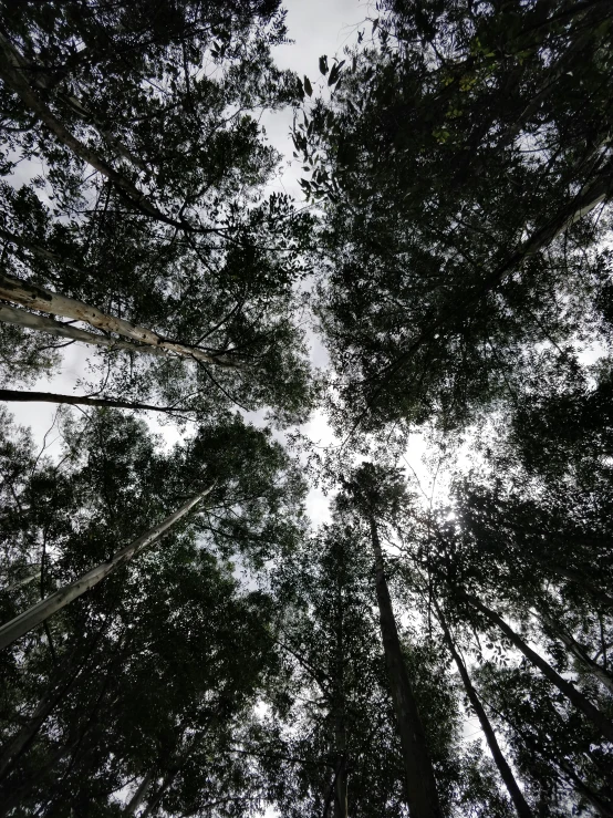 the view looking up through the trees towards the sky