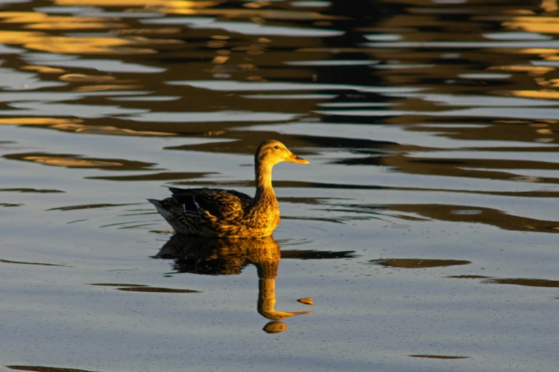 a duck swimming alone on the lake water