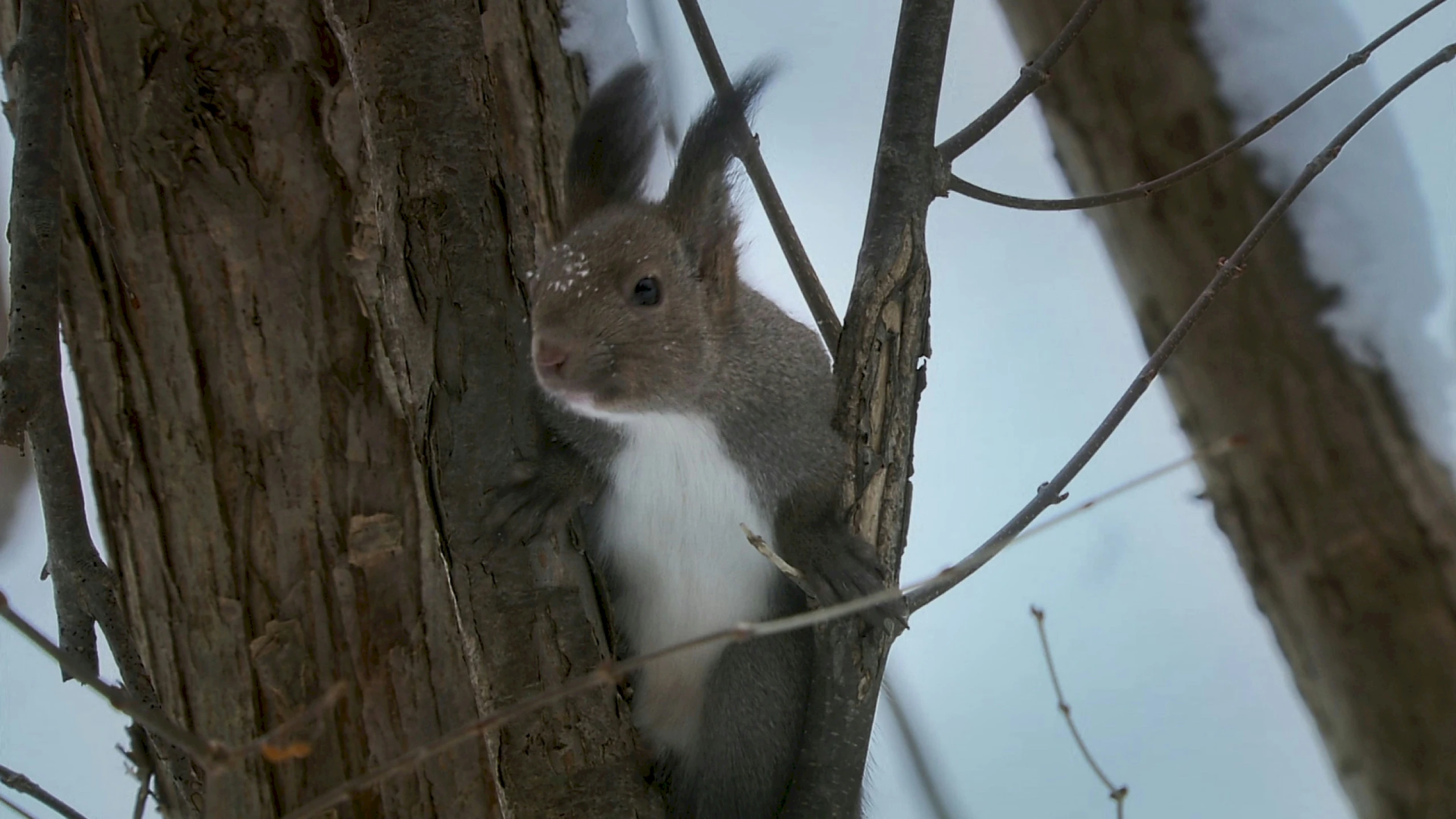 the squirrel is hanging on the side of the tree