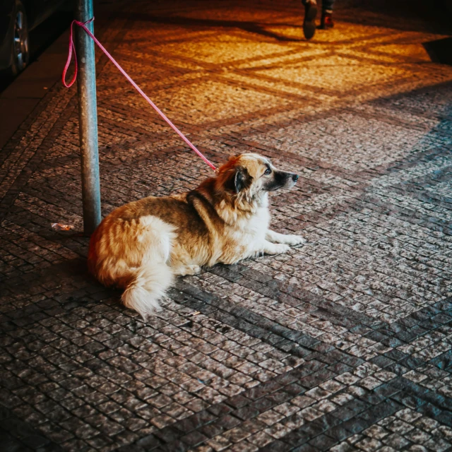 a large dog sitting on a leash on a sidewalk