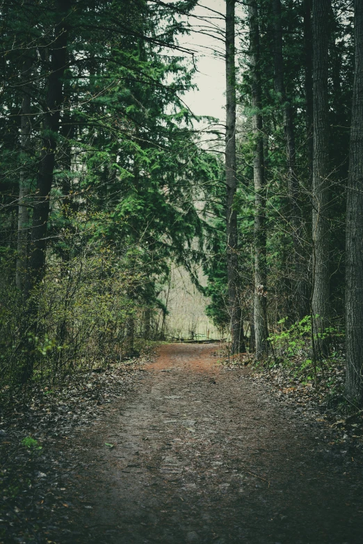a path surrounded by trees leading to the woods