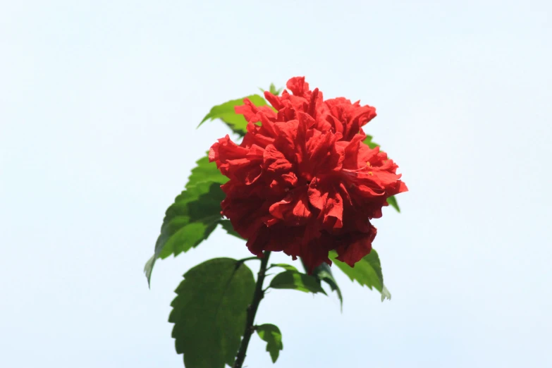 a close up of a bright red flower