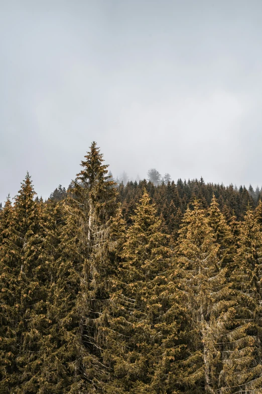 large group of trees are surrounded by other trees