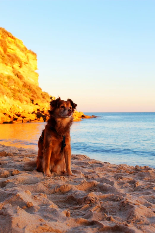 a dog that is sitting down on a beach