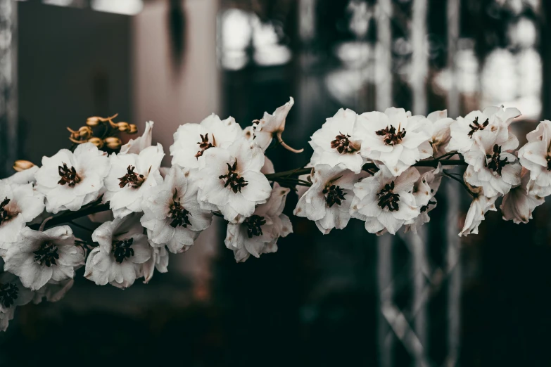 white flowers on nch with blurred background