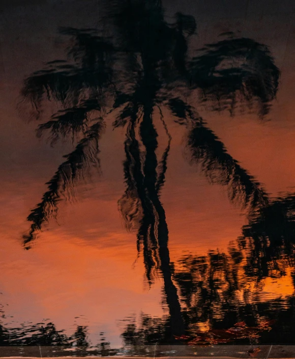 a palm tree reflecting light on it's reflection