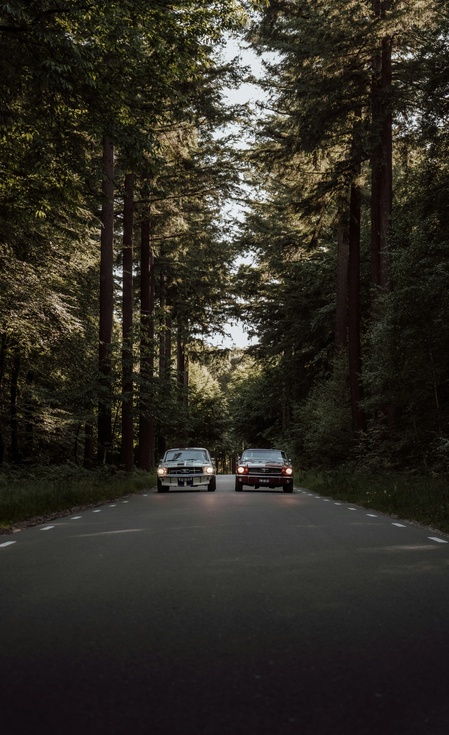 two cars that are on a street in the woods