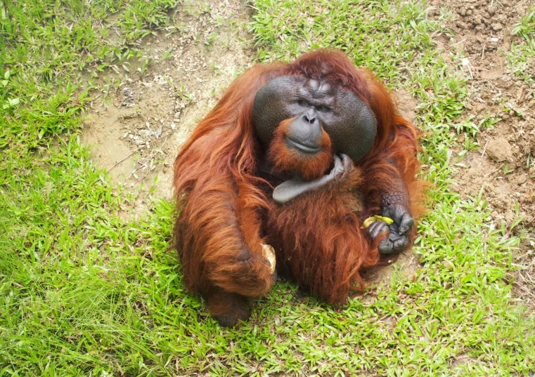 an adult orangui hangs upside down on the ground