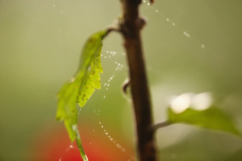 a spider web is attached to a nch of a plant