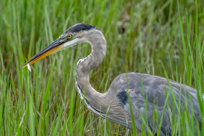 a large gray bird standing in tall grass