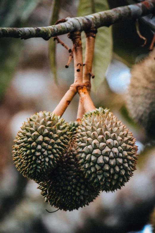 two pieces of durian hanging from a nch