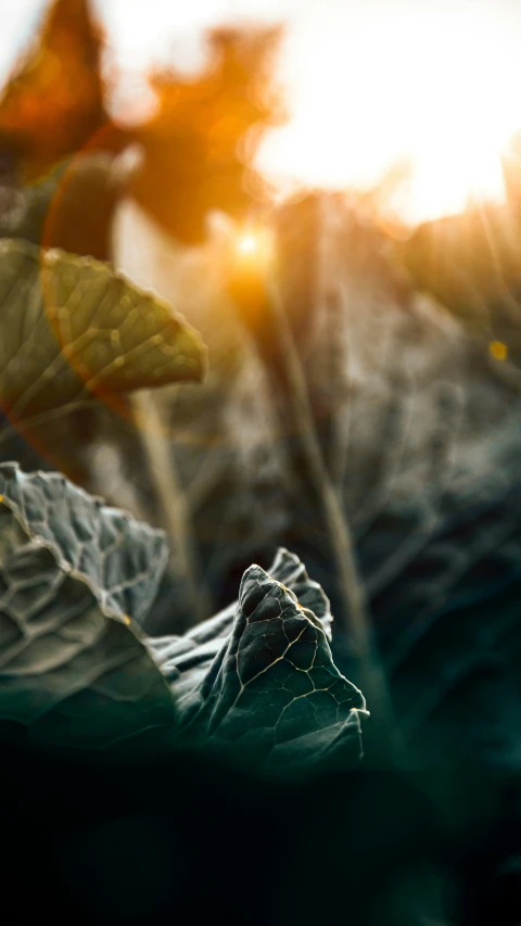 a closeup view of a leaf as the sun sets