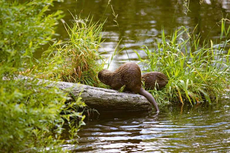 a beaver looking over at its own in the water