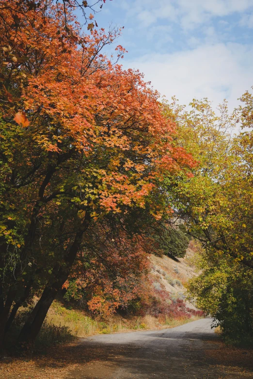 several trees along the road near some trees