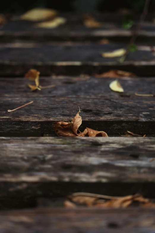 a brown bird sitting on a wood surface