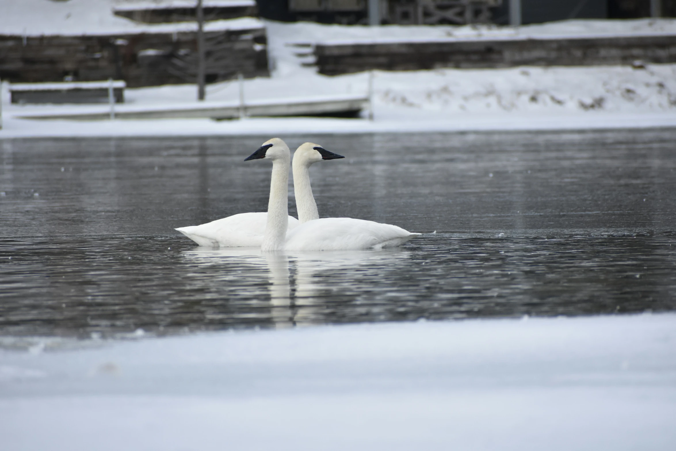 two white geese are swimming in the lake