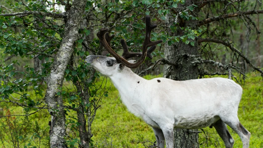 a close - up of a white animal in a grassy field near trees