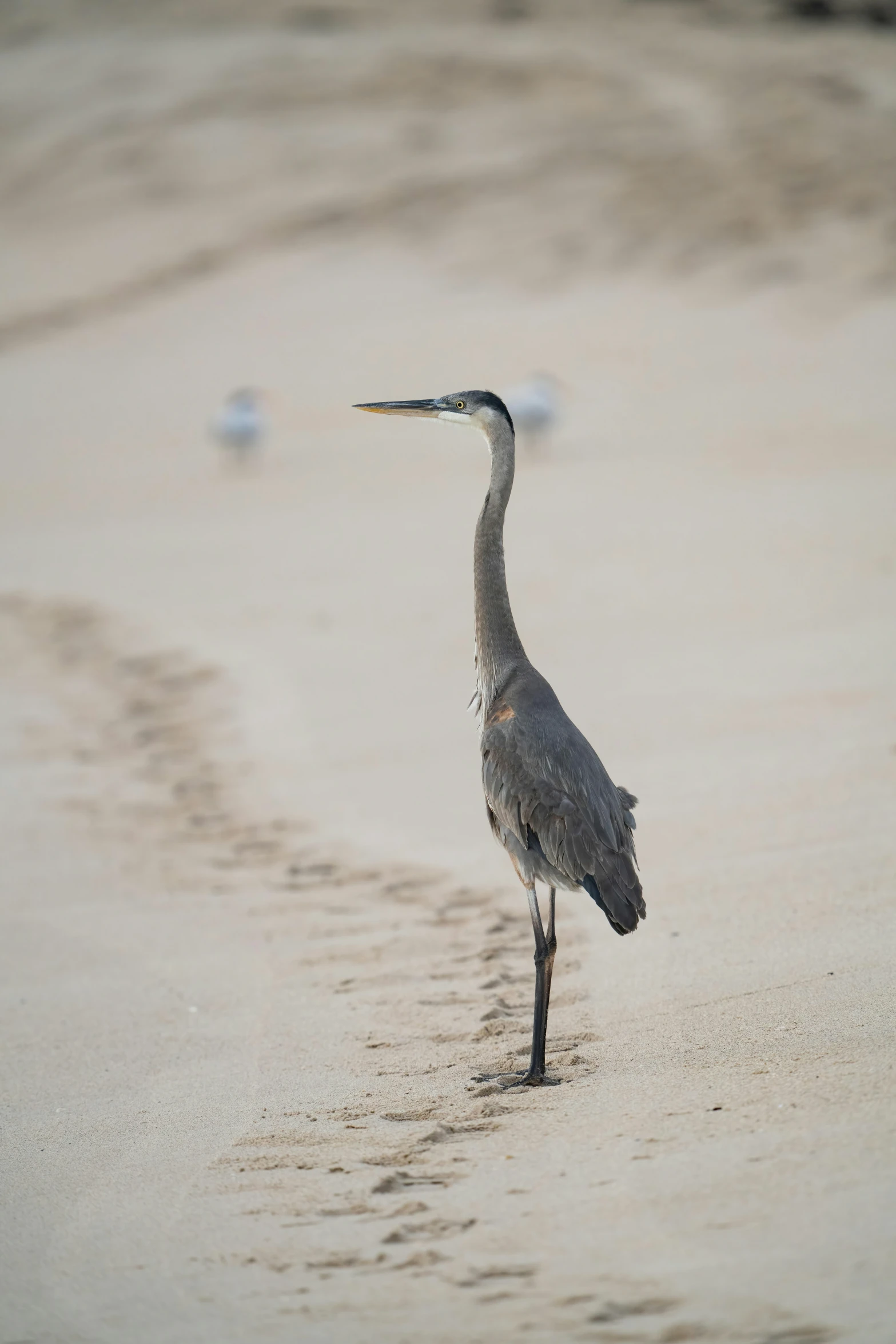 a heron standing on top of a sandy beach