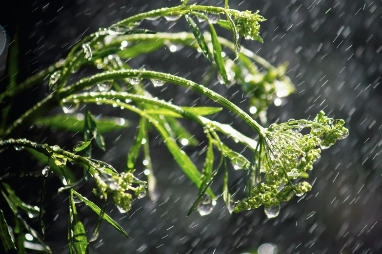 a leaf and water droplets on a plant