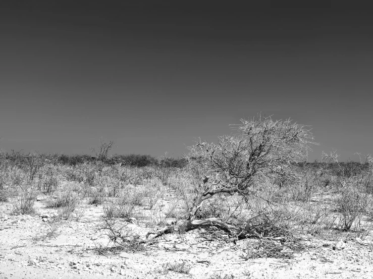 a lone tree stands alone on the plains