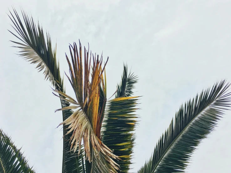 some palm tree limbs against a white blue sky